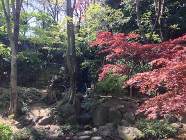 芝公園のもみじ谷～色づく紅葉