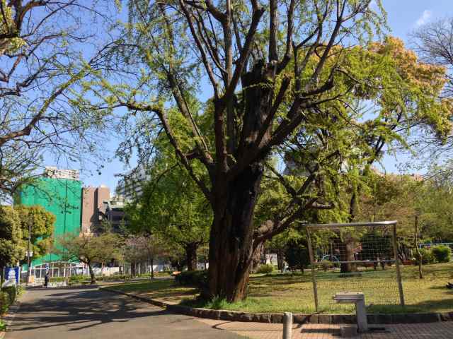 芝公園北端にある戦災イチョウ