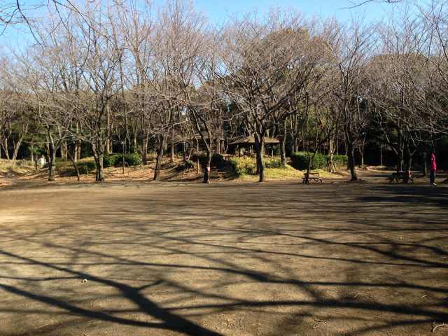 しながわ区民公園の桜の広場