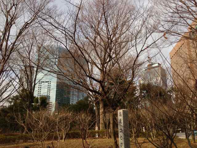 新宿中央公園の高遠コヒガンザクラ