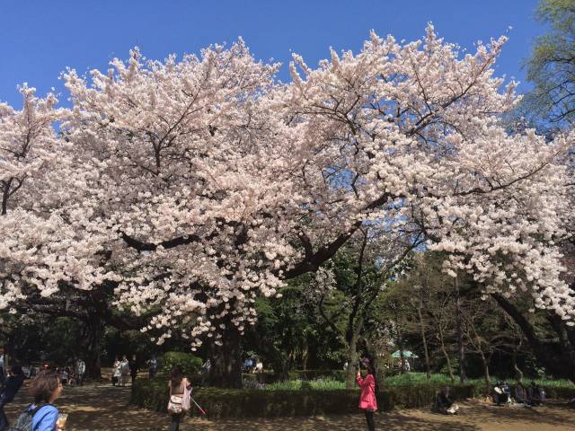 桜園地