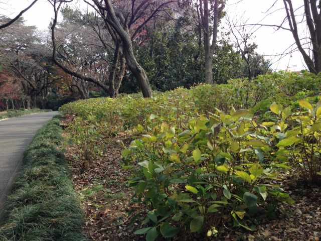 セイヨウトチノキ(マロニエ)