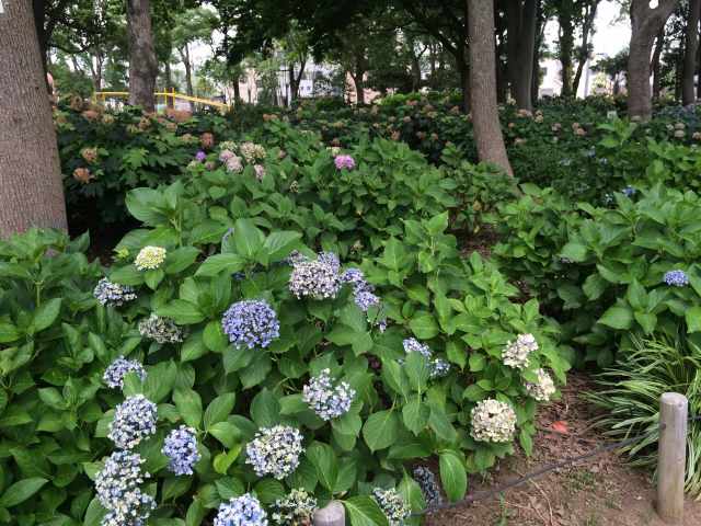 篠崎公園のあじさい園