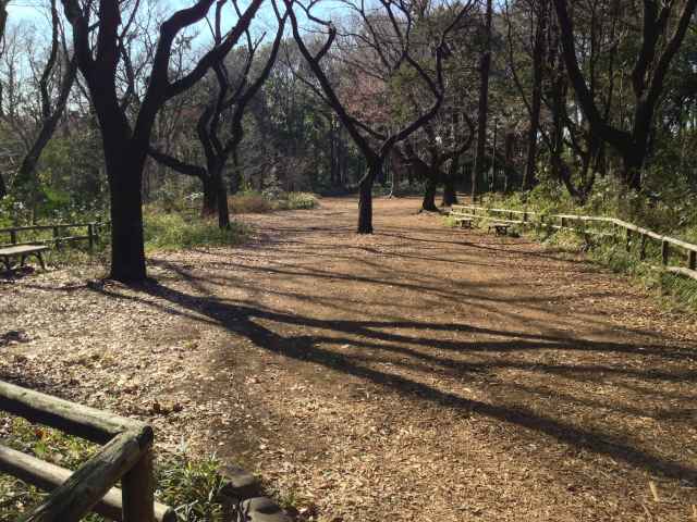 石神井公園のさくら広場