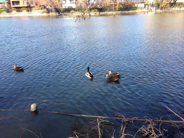 石神井池のカモ