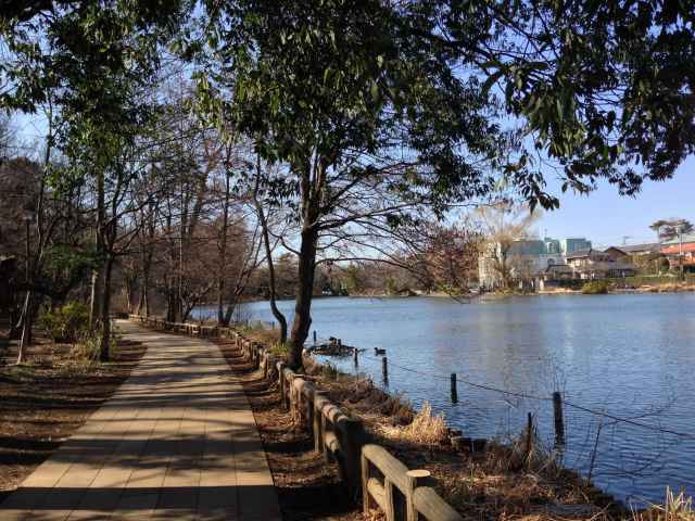 石神井公園の南の園路