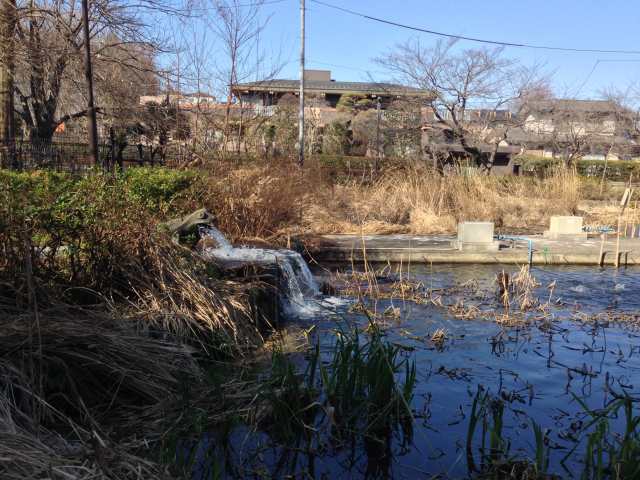 石神井池の石神井公園端