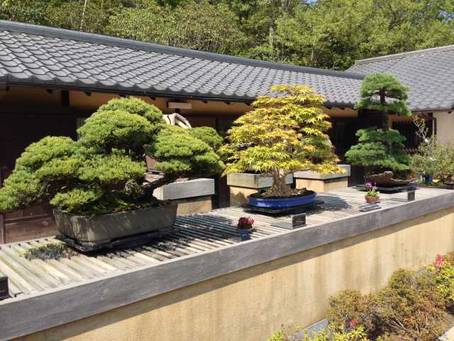 日本庭園内の盆栽苑