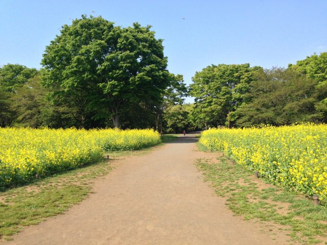 はらっぱ東花畑