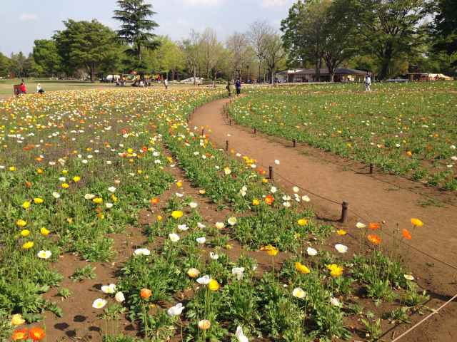 はらっぱ西花畑