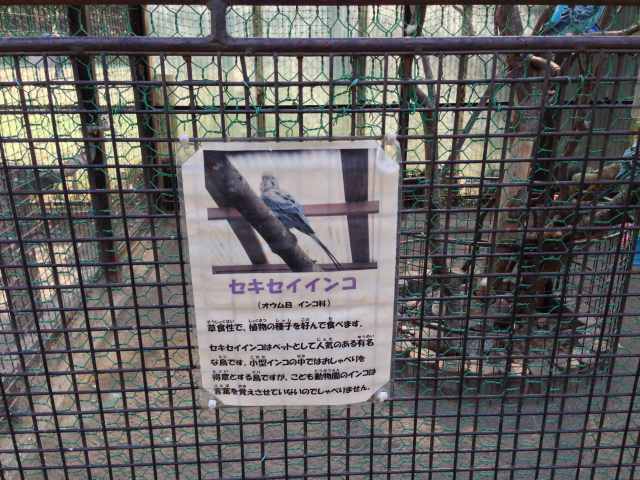 こども動物園高島平分園の鳥類