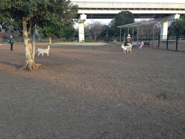 舎人 公園 ドッグラン