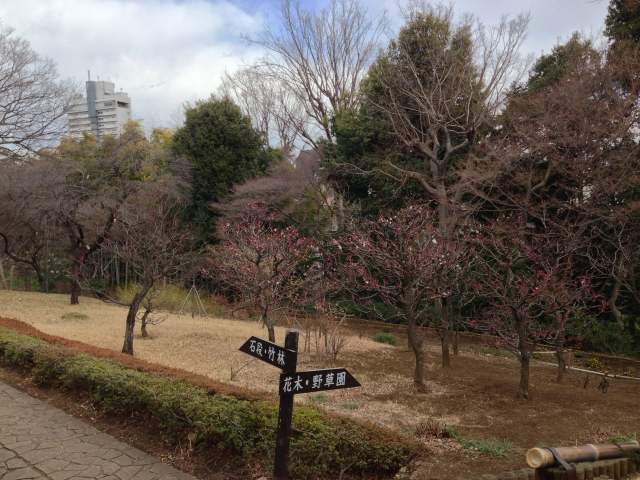 殿ヶ谷戸庭園の花木園