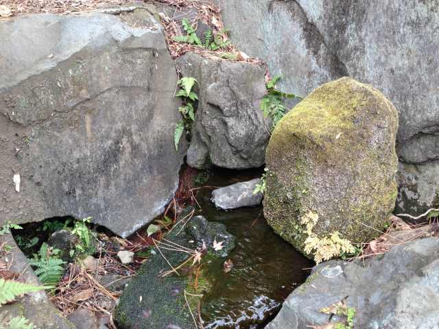 殿ヶ谷戸庭園の湧水源～近景