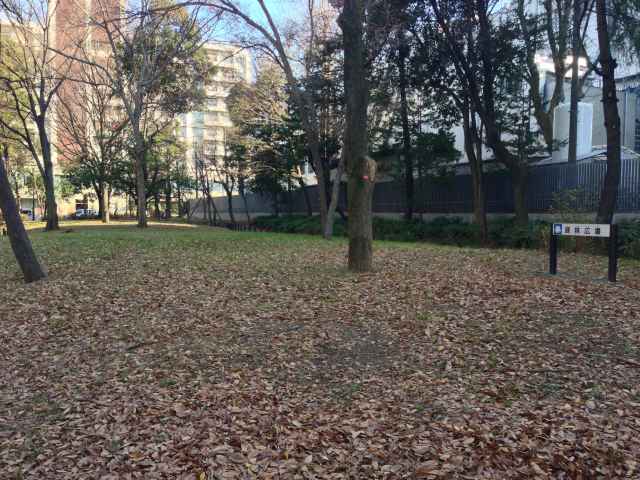 戸山公園の疎林広場