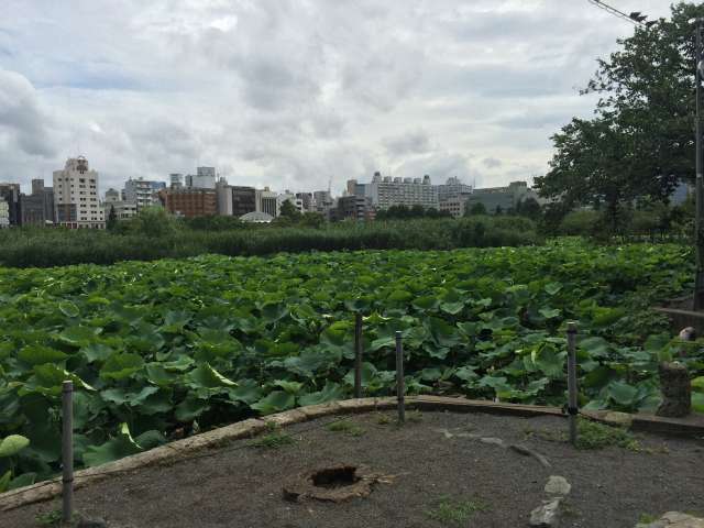 上野恩賜公園の不忍池