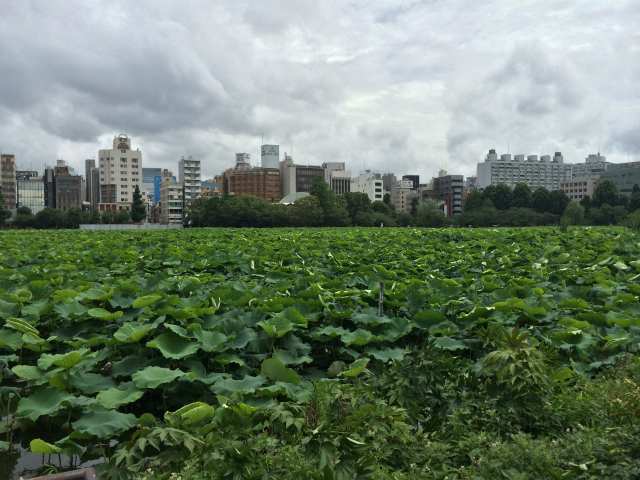 上野恩賜公園の蓮池