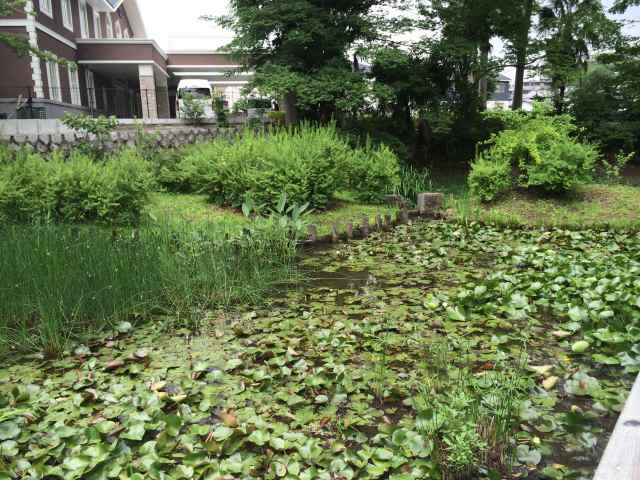 浮間公園の水生植物園