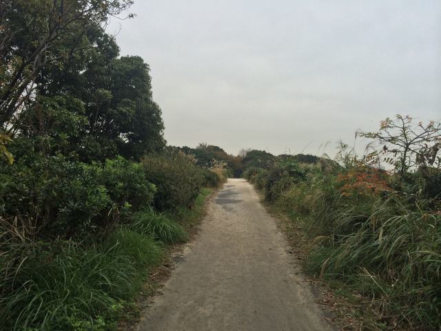 東京港野鳥公園のいそしぎ橋