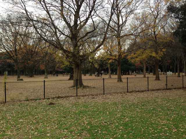 代々木公園ドッグラン