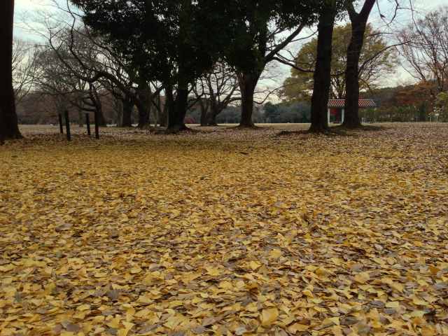 北から見た公園