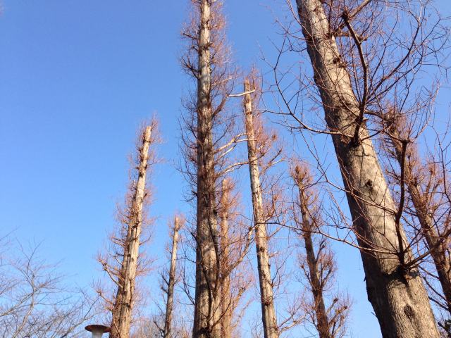 善福寺川緑地のメタセコイア