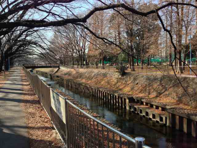 善福寺川緑地の天王橋付近