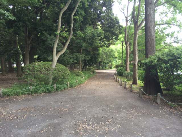 善福寺公園の東の園路~北から南を向いたところ