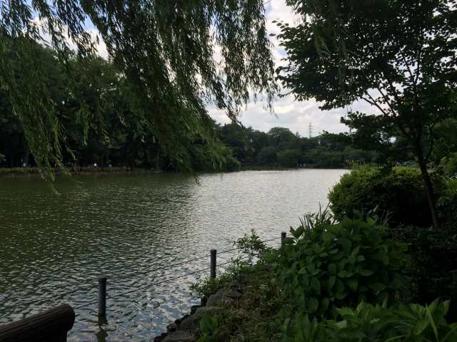 善福寺公園の東の園路から上の池を眺めたところ