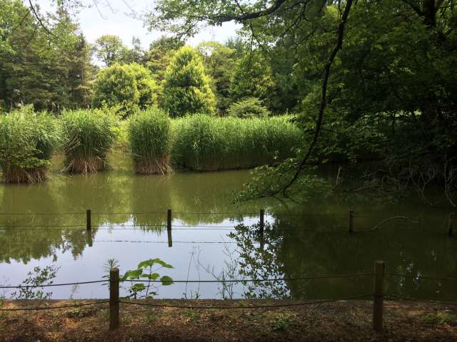 善福寺公園のホタル人口州