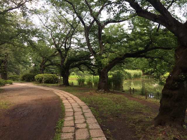 善福寺公園の東の園路