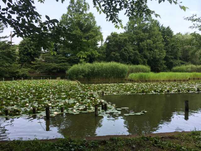 善福寺公園の下の池~西から東を見たところ