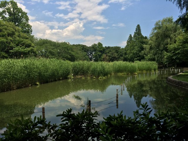 善福寺公園の下の池～東から西を見たところ