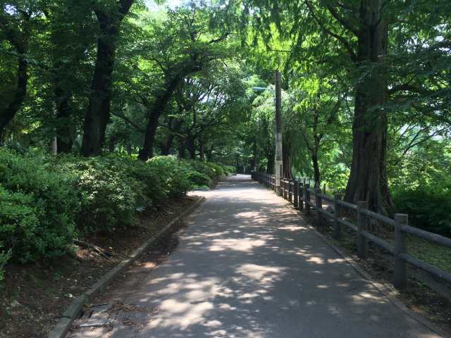 善福寺公園の西の園路~南から北を見たところ