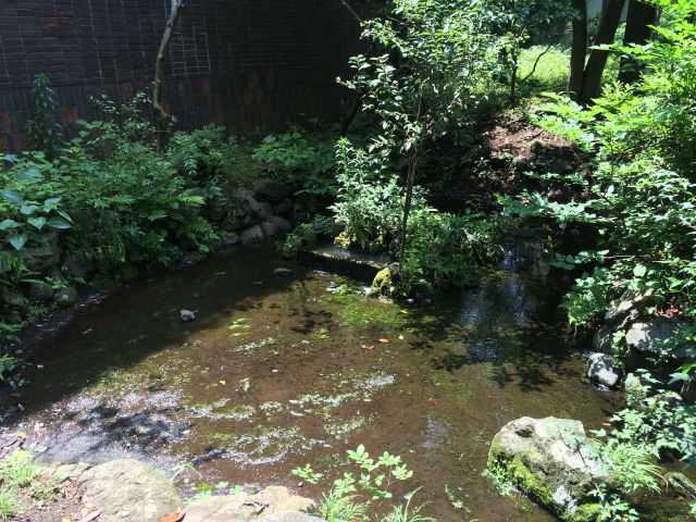 善福寺公園の西の園路~池へ注ぐ湧水源