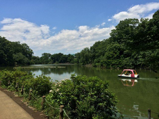 善福寺公園の上の池～南から見たところ