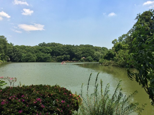 善福寺公園の上の池~西から見たところ