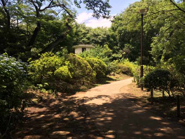 善福寺公園の西の園路